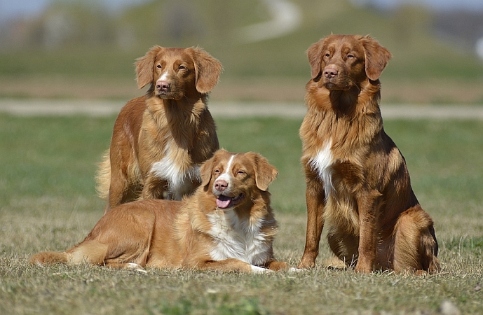 Waswanipi - Nova Scotia Duck Tolling Retriever Kennel