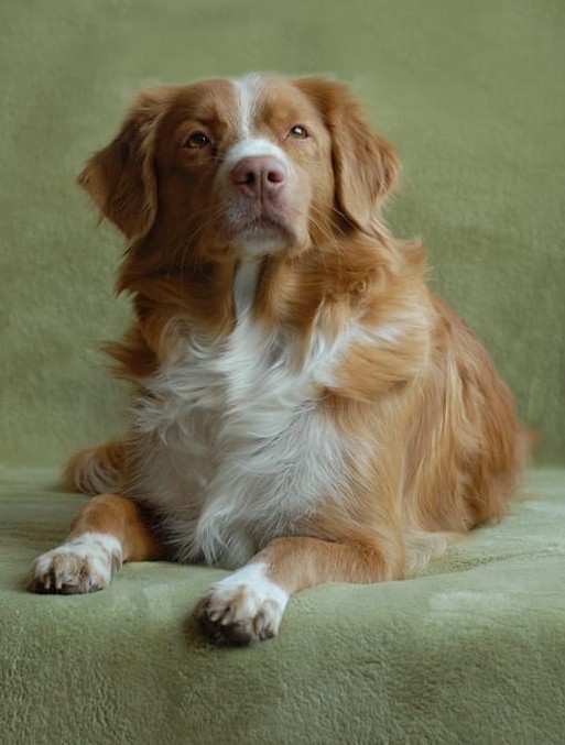 Casarrondo Anira sell