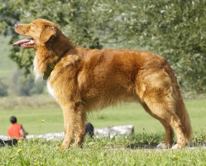 Sagewood's Stone Cold Sober