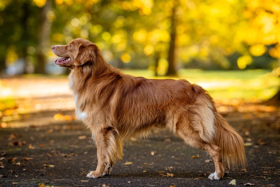 	Iron Torch Targaryen Fire